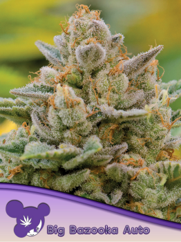 Samen 3x Big Bazooka Automatik Anesia Seeds